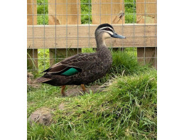 Pacific Black Duck